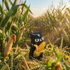 【茅野市 気功・整体】「トウモロコシのひげ」でゆるっとデトックス習慣🌽