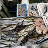 📣本日のお魚情報🐟
