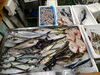 令和8年7月20日 店内「📣本日のお魚情報🐟」
