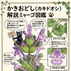 【茅野市 気功・整体】和ハーブ「カキドオシ」で季節のセルフケア🌿