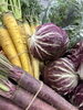 「カラフル野菜が主役になるトレビのコースづくり」