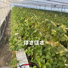 苗を綺麗にしていきます！[日進市のいちご直売所rikkefarm]