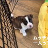 一人っ子のボストンジャックの男の子