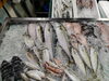 令和8年7月21日 店内「📣本日のお魚情報🐟」