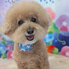 夏本番🌺🌴🏖トリミングサマーカット🐶✂️