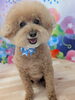 茶々丸くん🧸「夏本番🌺🌴🏖トリミングサマーカット🐶✂️」