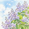 桐始結花 💜🌿