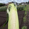 ☆カラフル野菜の小山農園、白トウモロコシ『雪の妖精』完売御礼🌽☆