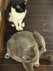 うさぎとサクです。仲良しです。「1995年の創業から育んだ確かな探偵力で必ず「あなた」の抱えたお悩みを解決致します。無理な営業は一切致しません。ご安心下さい。」