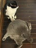 うさぎとサクです。兄弟です。「平成7年創業。あなたのお悩みを必ず解決致します。無理な営業は一切致しません。ご連絡お待ちしています。」