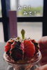 「みて！サボさん🌵」
