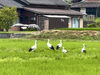 「畳工房ヨシオカの近くにコウノトリがやってきました✨」