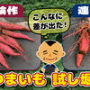 何処よりも早い。サツマイモの試し掘り⋯果たして今年の出来栄えは如何に!?　たねのハシモトミヤ