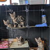 子猫たちの早期不妊去勢手術へ行ってきました！大切な未来のために