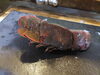 セミエビ「セミエビ」
