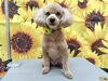 トリミングでさっぱり！爽やかモデル風「涼しいとうとうとなるよね【どっぐさろんあきゅ　小型犬専門　トリミング　ペットサロン　京都市南区上鳥羽】」