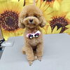 ふわふわになったね【どっぐさろんあきゅ　小型犬専門　トリミング　ペットサロン　京都市南区上鳥羽】