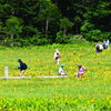 今日7月23日（木）から二十四節気の「大暑」に入ります。「大暑」は、次の節気「立秋」の前日8月6日（木）までの期間となります。