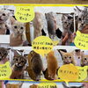 子猫の里親さん決定について