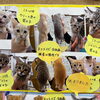 子猫の里親さん決定について
