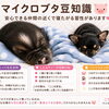 マイクロブタ豆知識♪安心できる仲間のそばでぐっすり
