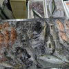 📣本日のお魚情報🐟
