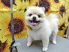 シャンプーしてふわふわになったね「シャンプー【どっぐさろんあきゅ　小型犬専門　トリミング　ペットサロン　京都市南区上鳥羽】」