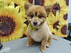 ちょっぴり上目遣いなのがかわいい「適度に手足休めてね【どっぐさろんあきゅ　小型犬専門　トリミング　ペットサロン　京都市南区上鳥羽】」