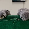 見ているだけで癒やされる、フクロウのすやすやタイム🦉