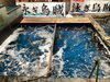 泳ぎイカを召し上がれ「店内生け簀に名物・泳ぎイカが入荷しました」