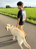 代表の息子と散歩してまーす茶男です「スタッフ犬茶男と息子の、田んぼ道ゆっくり散歩デー」
