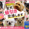 人気のわんちゃんがお迎えを待っています♪ 全犬値引き交渉もOK！