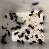 カブトムシ、クワガタの販売