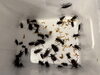 「カブトムシ、クワガタの販売」