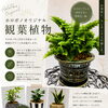 ホロポノオリジナル観葉植物のご案内