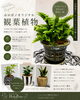 「ホロポノオリジナル観葉植物のご案内」
