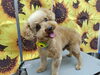 恐竜スタイル「ポーズばっちり【どっぐさろんあきゅ　小型犬専門　トリミング　ペットサロン　京都市南区上鳥羽】」