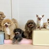 ましゅまろ幼稚園🐾