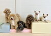 きぃ♡ソル♡ペルルちゃん♡もっちーちゃん♡おもち♡とろろ「ましゅまろ幼稚園🐾」