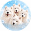 サモエドという犬【NORDICA EMALIS  KENNEL'S  サモエドブリーダー北海道札幌　】