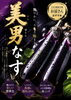 漬けナスの最高峰！生でも食べられるサラダナス！「ナスが美味しくなってきました！」