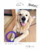 「＼初回カウンセリング🔰吠え、甘噛み、トイレ🐶／」