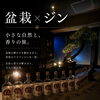 Gallery楓翠庵ー庭先ー盆栽×ジン 小さな自然と香りを楽しむバー