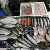 📣本日のお魚情報🐟