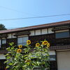 背の高いひまわりを目印に🌻