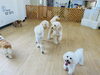プレイルームで過ごす様子「プレイルームで犬同士のごあいさつ♪ 社会化トレーニングの様子」