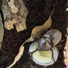 カブトムシの飼育にトライ