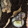 カブトムシの飼育にトライ