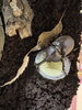 カブトムシの飼育「カブトムシの飼育にトライ」