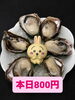 岩牡蠣「本日岩牡蠣入荷してまーす😊」